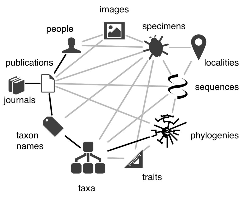 Biodiversity knowledge graph showing various types of concepts connected to articles and journals.