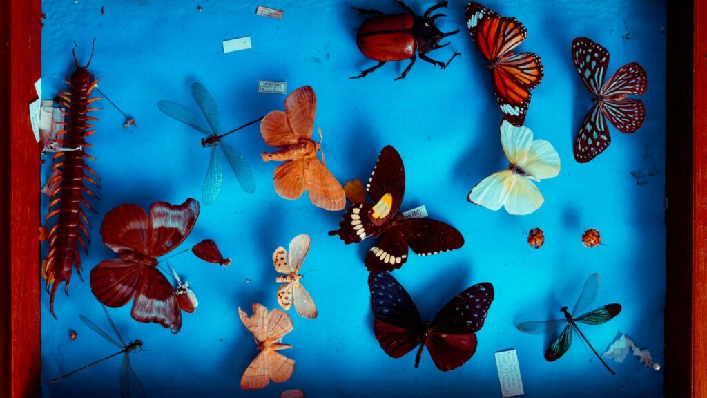 Pinned butterflies in a glass case against a bright blue background